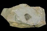 Diminutive, Spiny Leonaspis Trilobite - Morocco #170708-1
